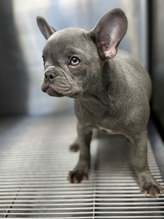 Bulldog francez mascul blue
