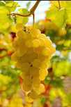 Vindem struguri de vin