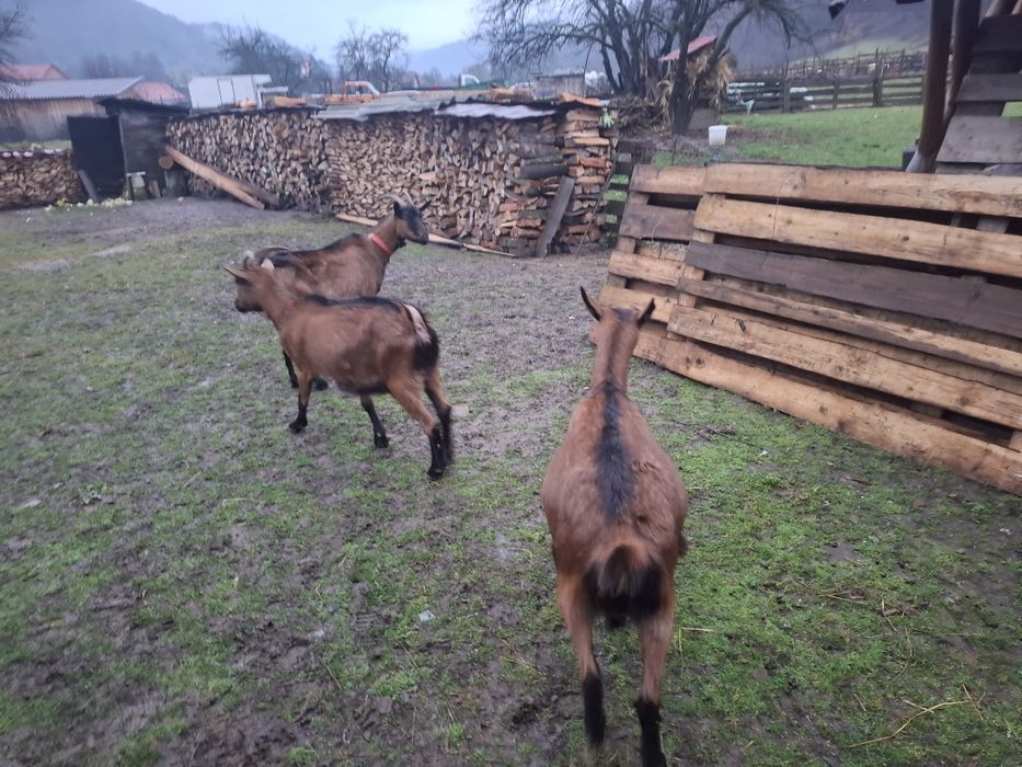 Capre alpine franceze gestante