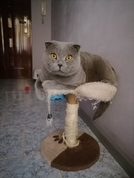 Британска Клепоуха