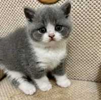 British Shorthair rasa pura