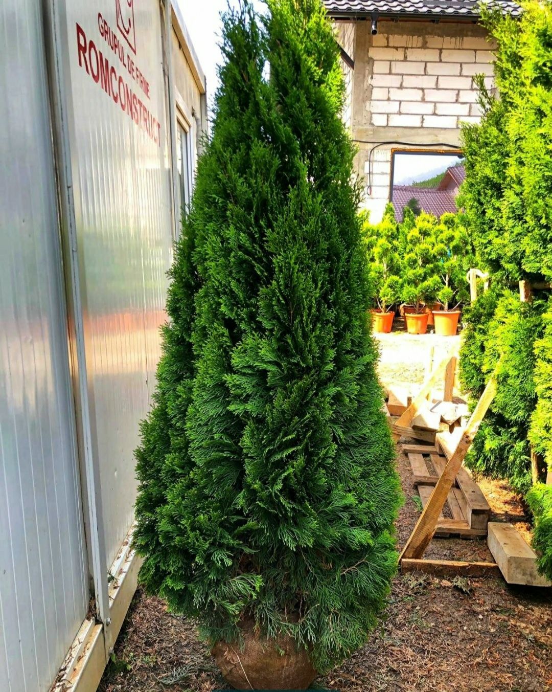 Bonsai pom pom tei spirala leylandii columnaris smarald etc