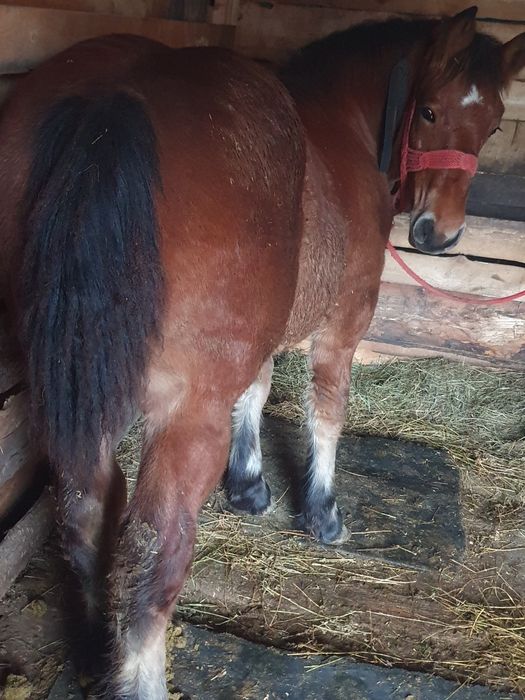 Vnd mnza de 6 luni  di cai grei