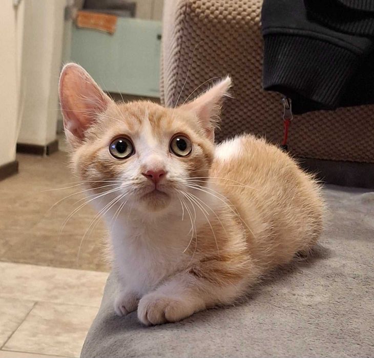 Коте с къси лапички / манчкин