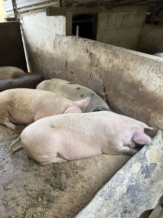 Домашни угоени прасета