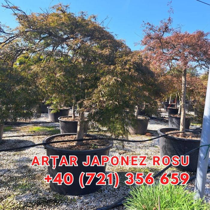 Ilex , Evonymus , Magnolia Solangeana Artar Rosu Japonez Aucuba platan