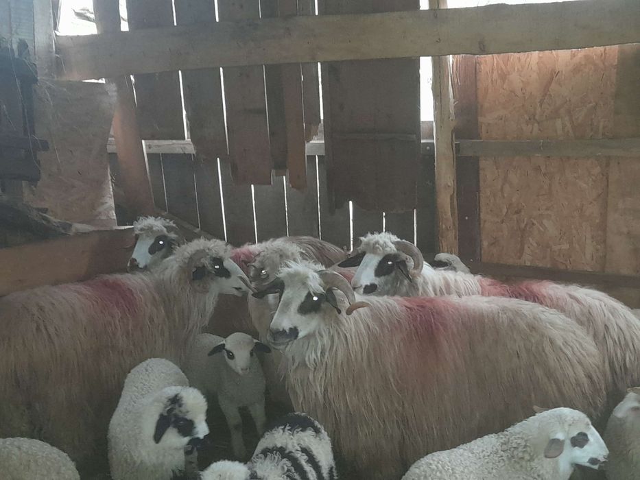 De vânzare 6 oi cu miei