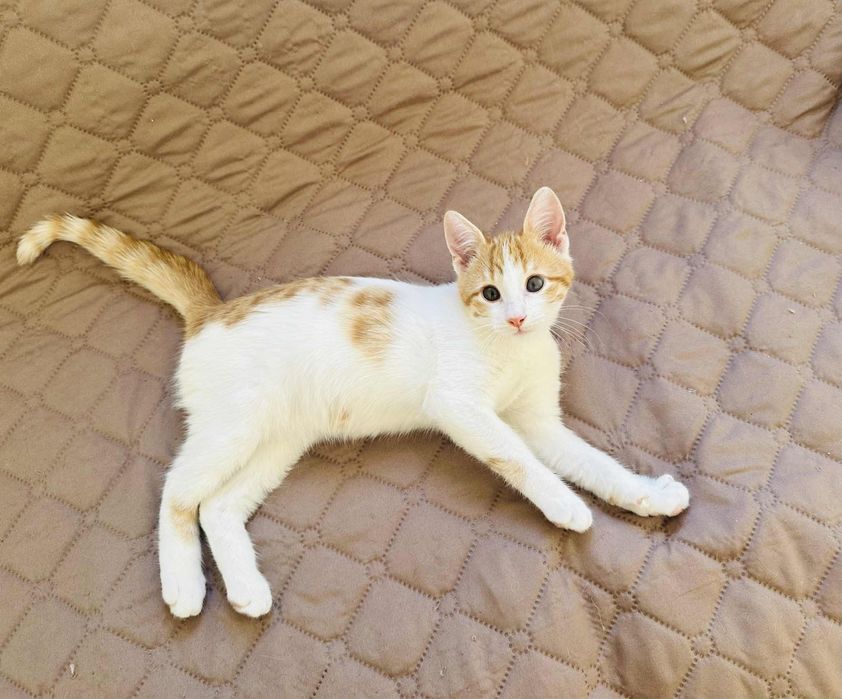 Подаряват се котенца