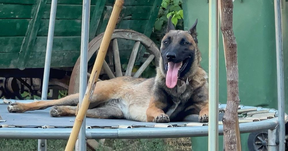 Продавам Немски и белгийски овчарки