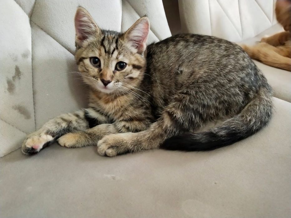 отдам котята в добрые руки