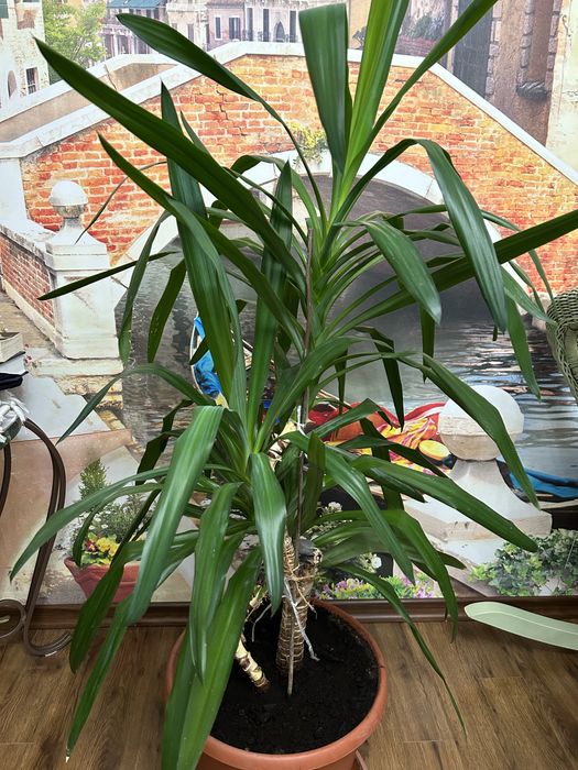 Продам пальму юкка