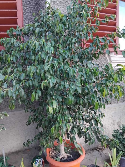 Vând pomișori decorativi(Ficuși)