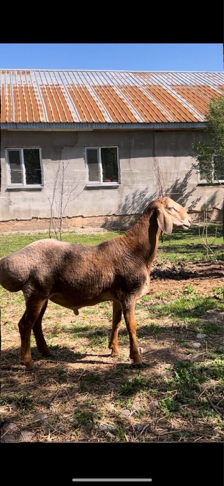 Продается Арашан кошкар