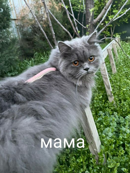 Scottish fold серебристый табби