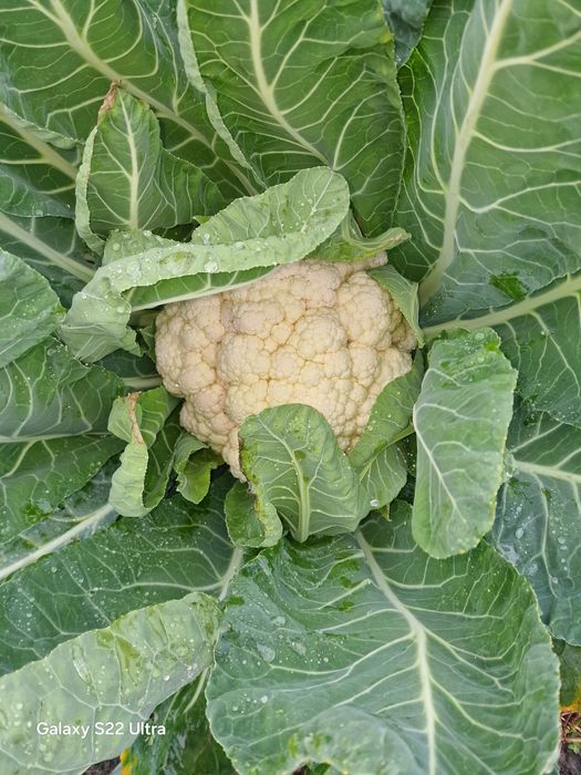 Vând conopidă Bianca