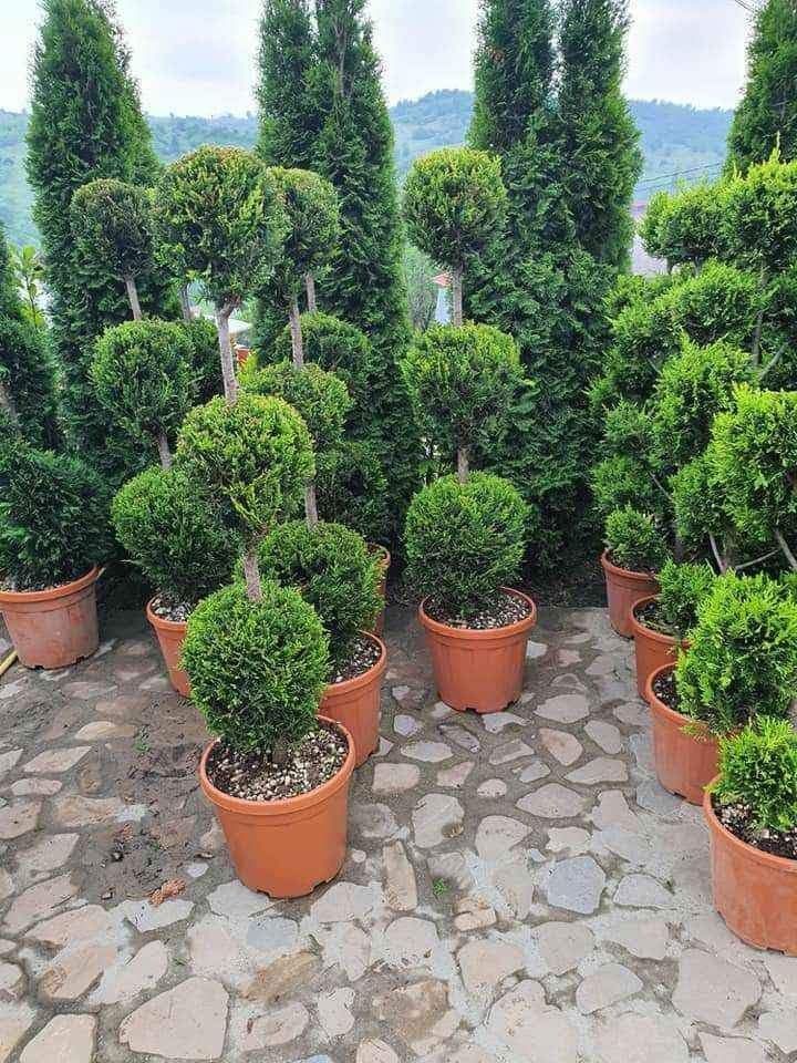 Plante speciale tuia forme