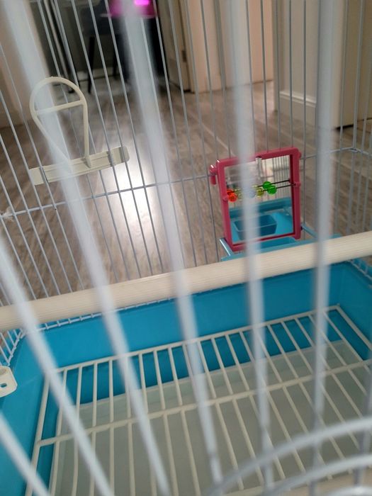 Colivie papagal albastra