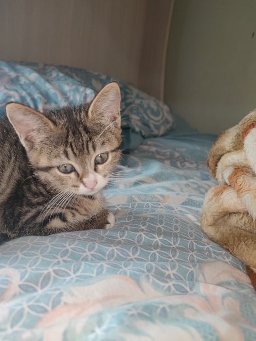 Yahshi Mushuk Onasi Skotch strait