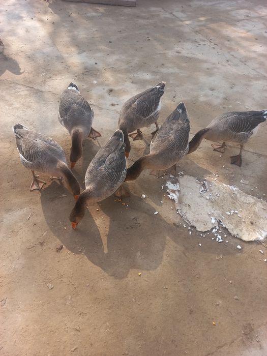 гусь қаз сатылады