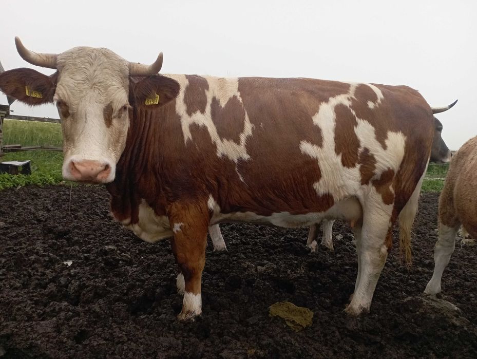 Vaca bălțată romanesca a doua fatare