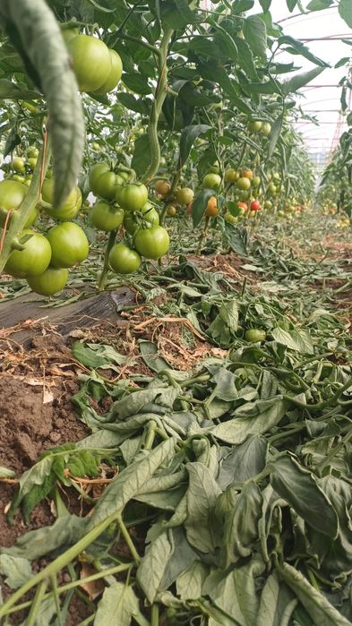 Rosii pentru consum, bulion, etc.