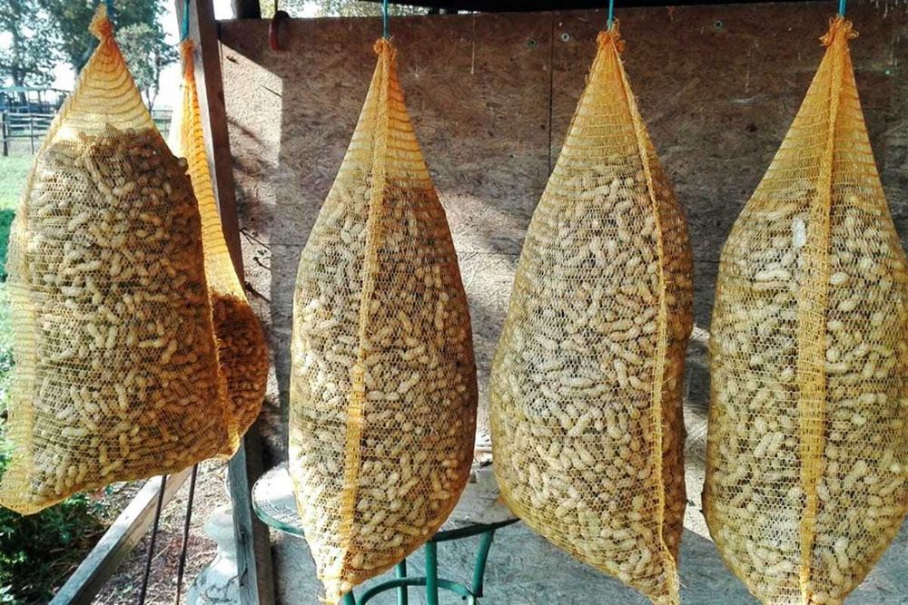 Semințe de alune de pământ - Arahide