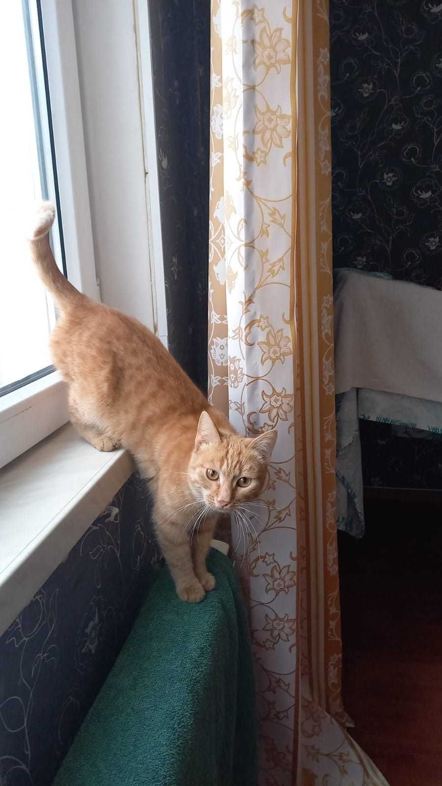 Кошечку в добрые руки