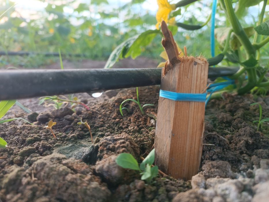 Issiqxona ijaraga beripadi kimga kerak bolsa kelishtirib beramiz