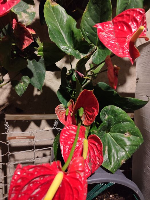 Антуриумы ( Мужское счастье) 40-45 см / белые и красные