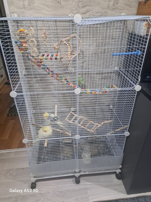 Продам попугаев карел