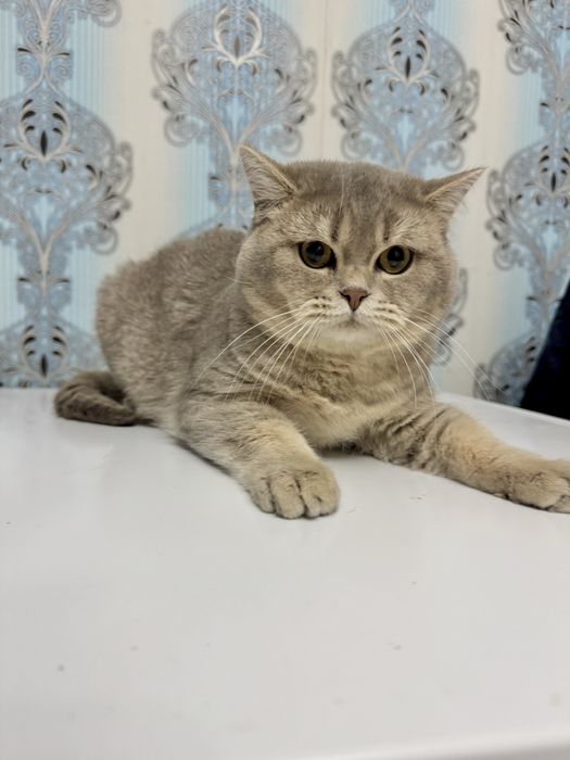 Продается котенок шиншила