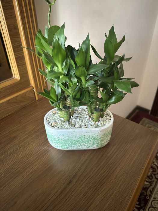 Растения бамбук, очен красивая