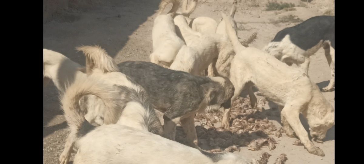 Щенки породы алабай
