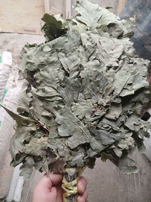 Продам дубовые веники.