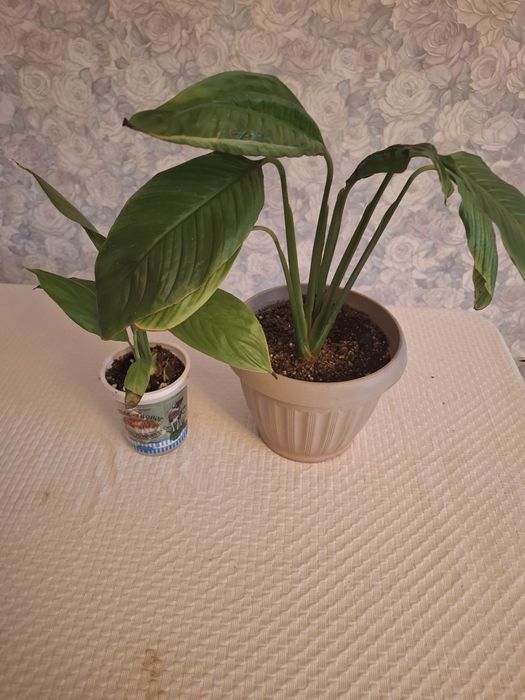 Продам женское счастье