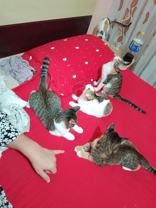 Отдам кошочек дором в хорошие руки