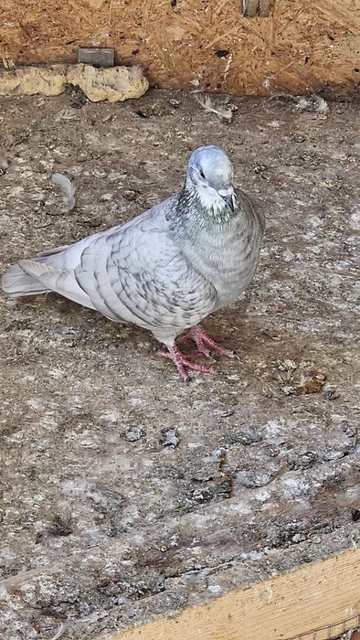 Vand Porumbeii voiajori culori rare