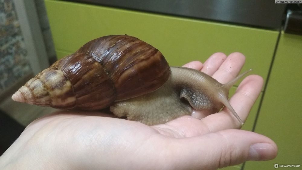 Домашние улитки Ахатины город Атырау.