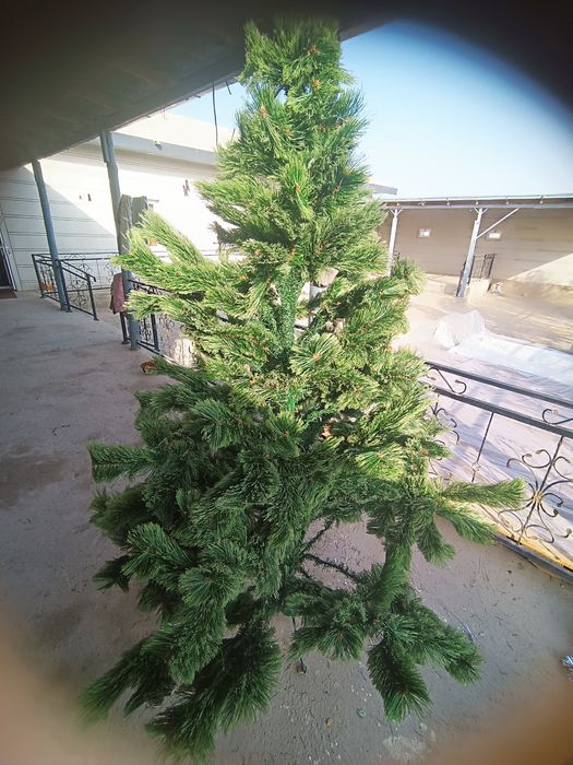 Продается ёлка российский