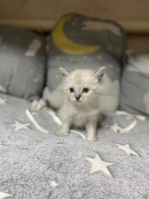 Отдам кошечку в добрые руки