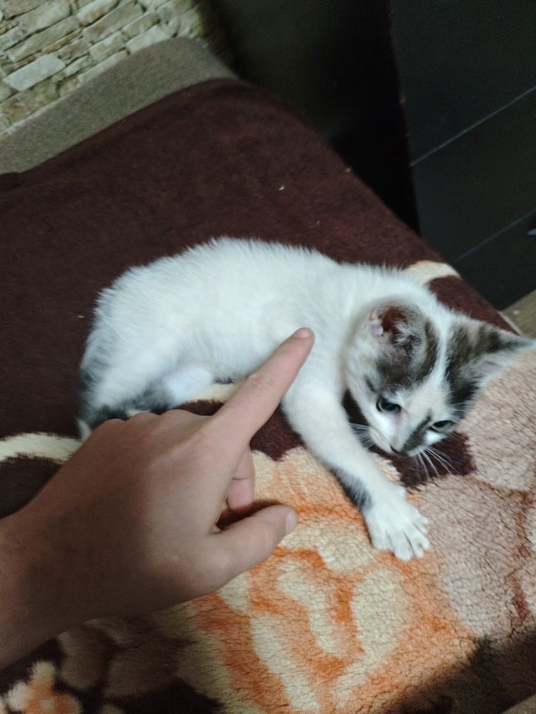ofer spre adoptie pui de pisica
