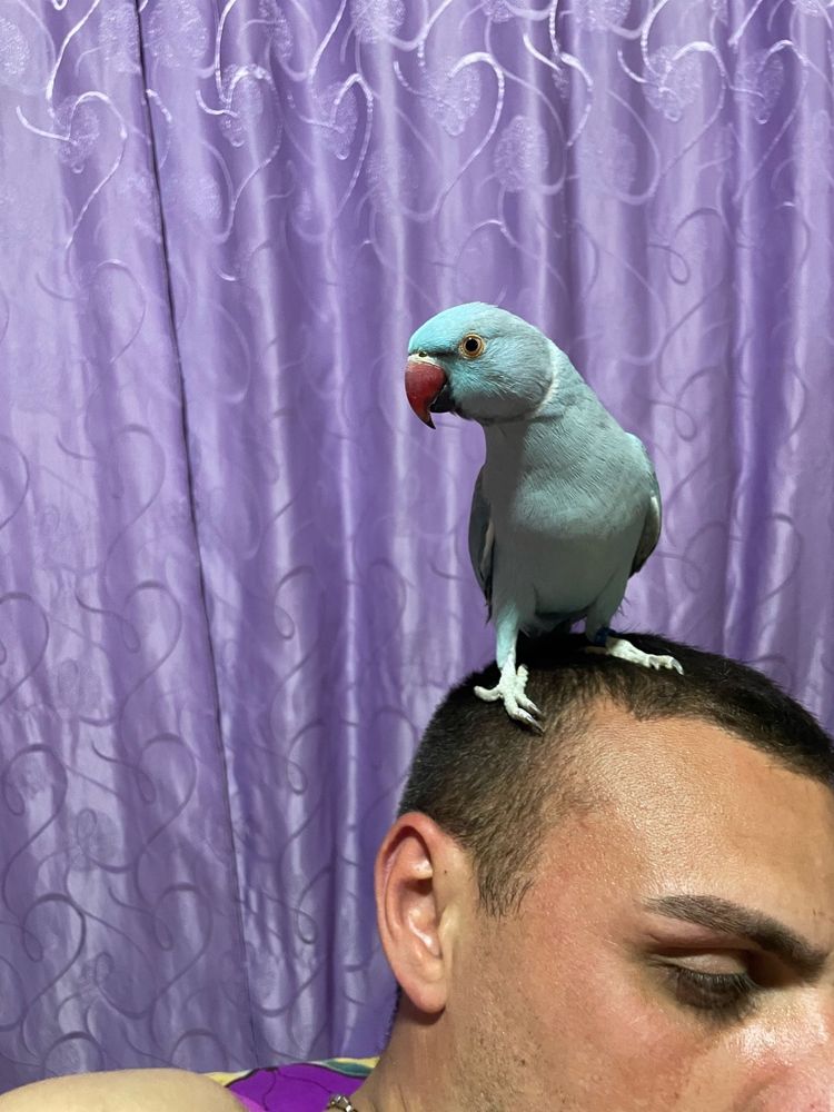 Coco Papagal Micul Alexander foarte blând
