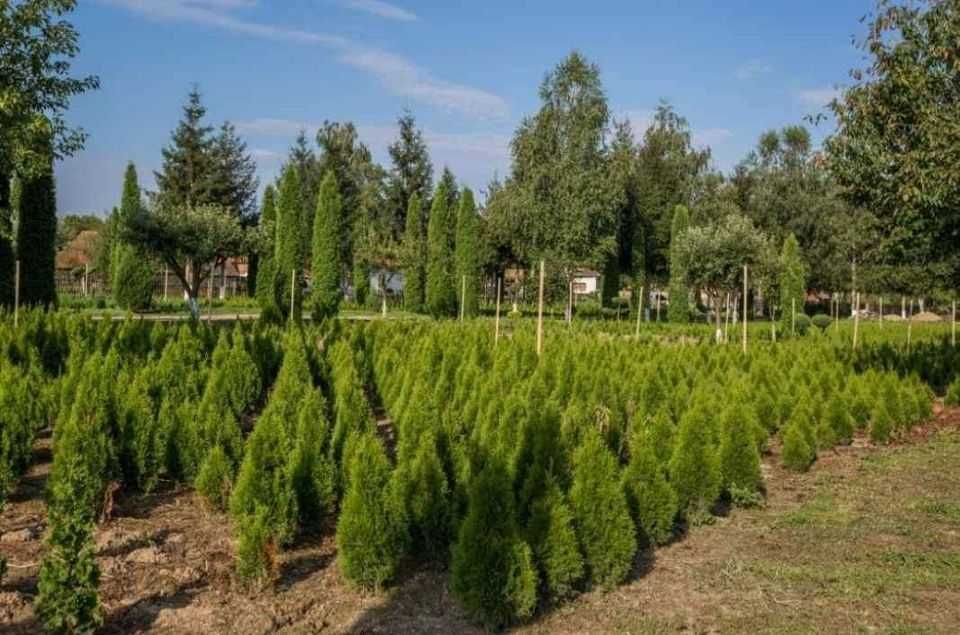 Tuia columnaris Smarald Pon pon spiral Buxus