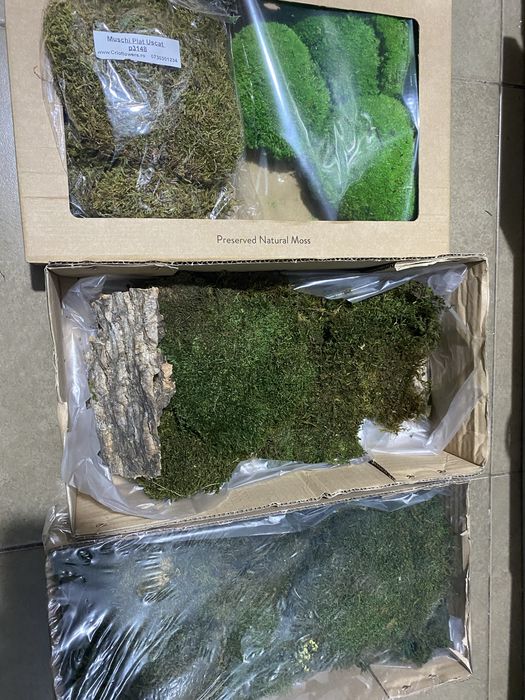 licheni si muschi naturali