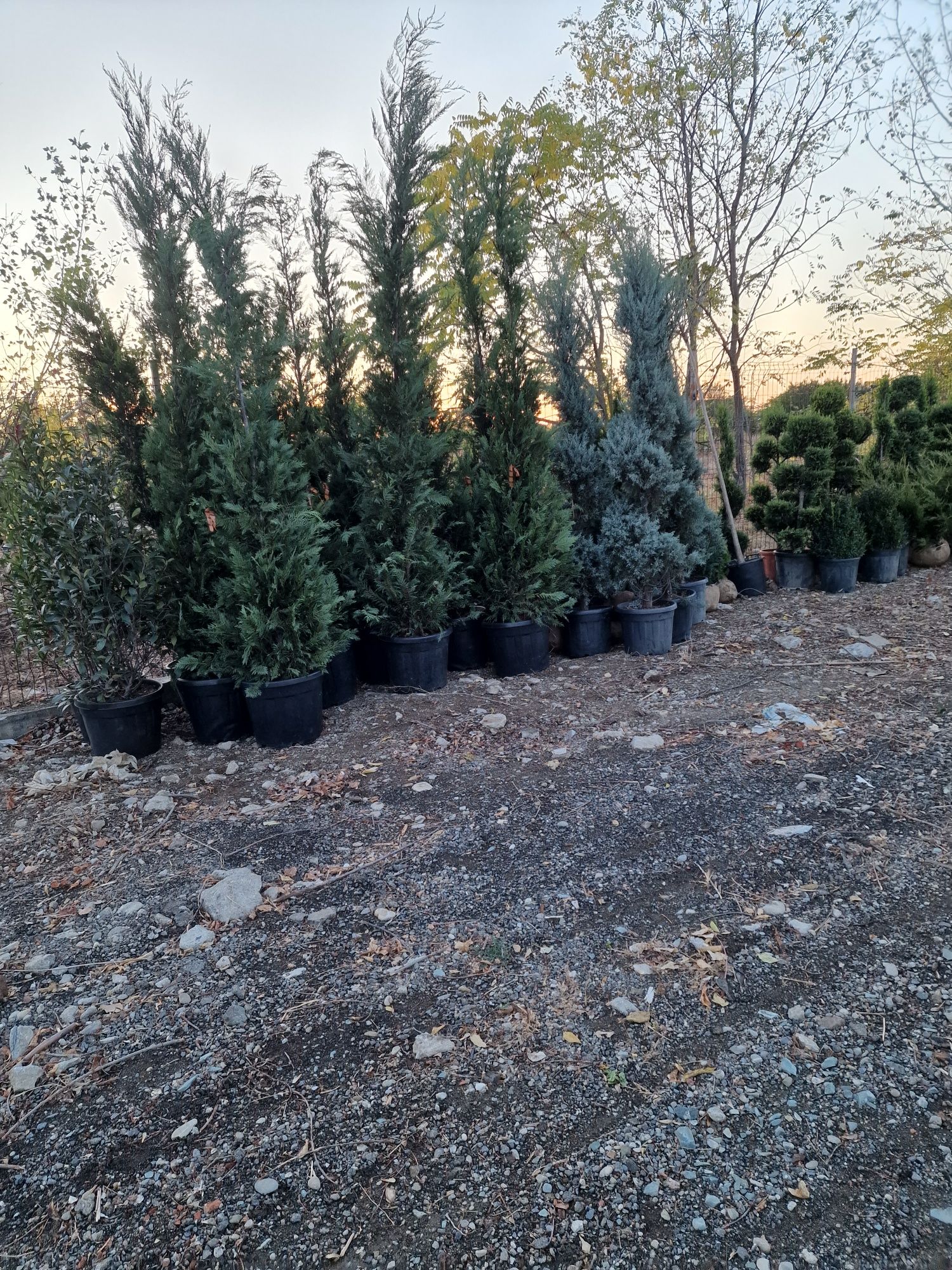 Lilandi de la 1 m la 350 mesteacăn photinia