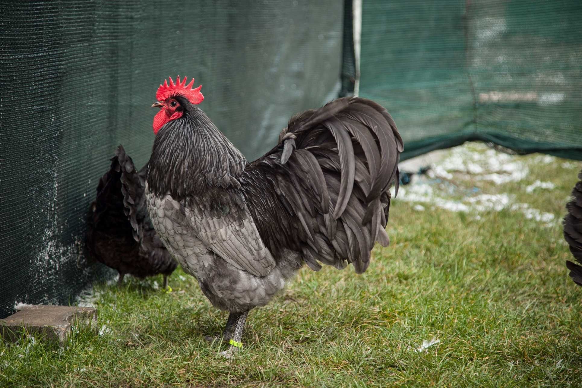 Australorp-rasa mixta carne oua