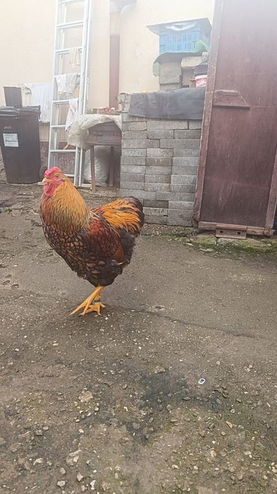 Cocoș wyandotte gsg