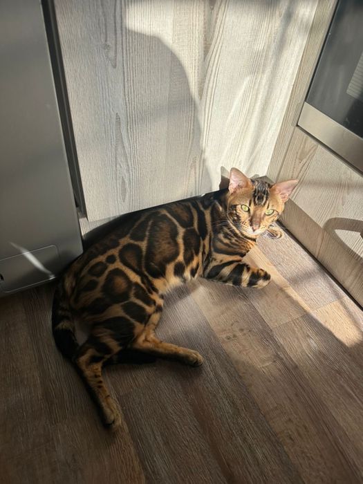 Вязка ! Элитный Бенгальский кот Симба приглашает кошечек на свидание !