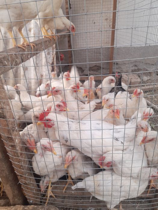 Июнь ойида чиккан хурозчалар бор 15 тача