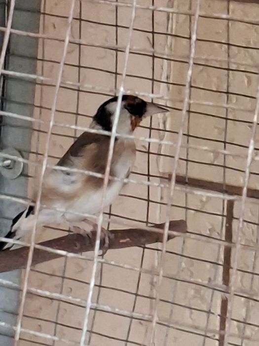 Срочно продаётся Щегол